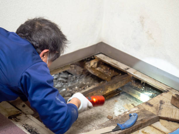 Best Office Mold Removal Services  in Sterling, VA