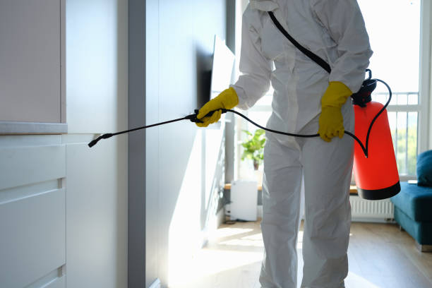 Trusted Sterling, VA Mold Removal Experts