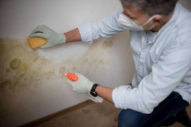 Office Mold Removal Services in Sterling, VA