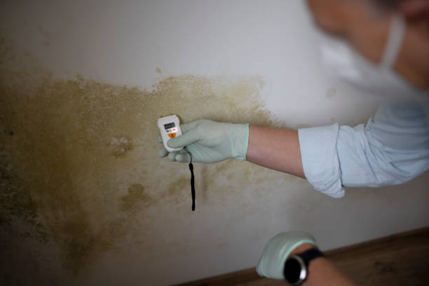 Mold Removal and Inspection in Sterling, VA