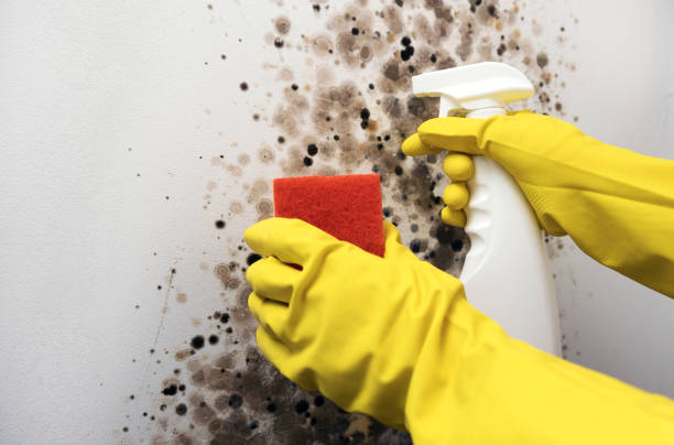 Best Black Mold Removal  in Sterling, VA